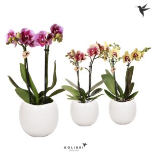 Phalaenopsis Multiflora Kolibri Orchids Phalaenopsis Diamond mix 2 spike in Bowl Pot
(6 Plants/Order)(9cmP 40cmH)