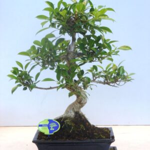 Bonsai dwergvorm loofhout Ficus retusa, 30cm., shape, with drip tray
(2 Plants/Order)(30cmP 50cmH)
