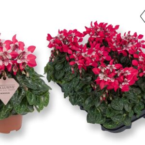 Cyclamen Super Serie Djix Exclusive® red
(8 Plants/Order)(10.5cmP 20cmH)