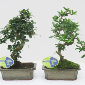 Bonsai Carmona macrophylla, 20cm., shape, without drip tray
(6 Plants/Order)(20cmP 35cmH)