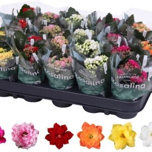 Kalanchoe Kalanchoe Rosalina 06cm mix
(20 Plants/Order)(6cmP 12cmH)