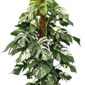 Monstera Variegata Monstera Deliciosa Variegata
(1 Plants/Order)(32cmP 160cmH)