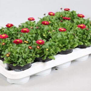 Bellis perennis Rushe Bellis speed star red
(9 Plants/Order)(10.5cmP 10cmH)
