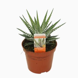 Haworthia Big Band Haworthia fasciata 'big band' 8,5 cm met etiket
(18 Plants/Order)(8.5cmP 14cmH)