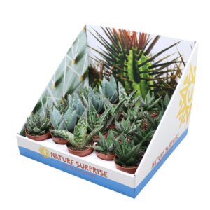 Aloe Aloë/Haworthia mix 5,5 cm in presentatiedoos
(20 Plants/Order)(5.5cmP 15cmH)