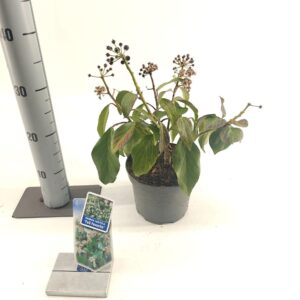 Hedera colchica Arborescens Hedera colchica 'Fall Favourite'
(1 Plants/Order)(17cmP 35cmH)