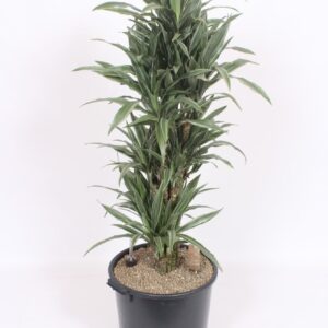 Dracaena Warneckei Dracaena Warneckei
(1 Plants/Order)(40cmP 150cmH)