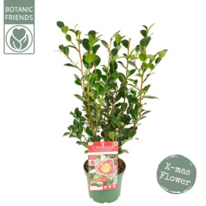 Camellia sasanqua Camellia sas. 'Yuletide' Premium
(6 Plants/Order)(15cmP 50cmH)