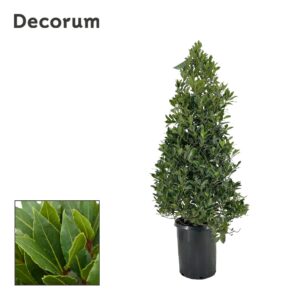 Laurus nobilis Laurus nobilis Piramide
(1 Plants/Order)(30cmP 150cmH)
