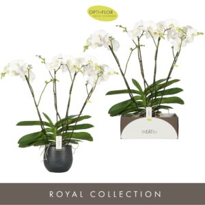 Phalaenopsis white more Ripsen Theatro Classico 4 spike in Esra Graphite
(2 Plants/Order)(17cmP 85cmH)