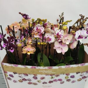 Phalaenopsis mixed Special mix 50cm
(10 Plants/Order)(12cmP 50cmH)