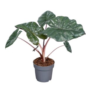 Alocasia sarawakensis Yucatan Princ Alocasia Yucatan Princess 14cm
(8 Plants/Order)(14cmP 45cmH)