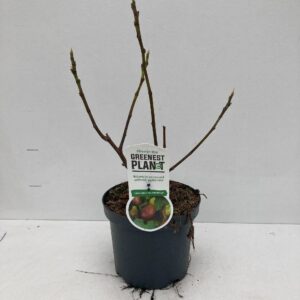 Ficus carica Ficus carica 'Del Portugallo'
(5 Plants/Order)(19cmP 45cmH)
