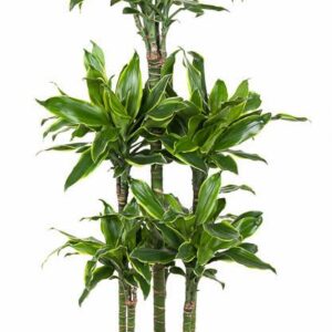 Dracaena Golden Coast Dracaena Gold Coast 90-carrousel
(1 Plants/Order)(31cmP 150cmH)