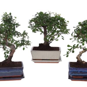 Bonsai Bonsai Mixed in ø20cm Ceramic Ball/S-Shape with Saucer
(4 Plants/Order)(20cmP 35cmH)