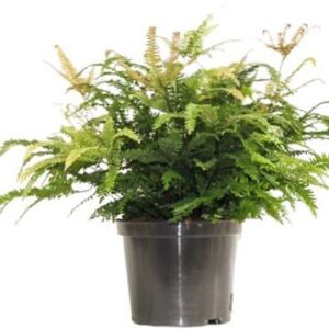 Adiantum Bronze Venus
(1 Plants/Order)(24cmP 50cmH)