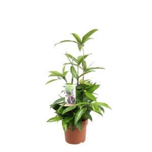 Dracaena surculosa Dracaena Surculosa
(6 Plants/Order)(17cmP 60cmH)