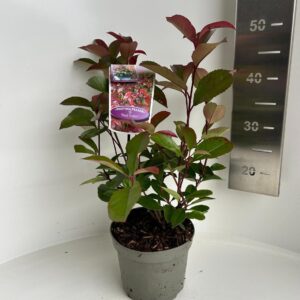 Photinia fraseri Red Robin
(1 Plants/Order)(17cmP 55cmH)