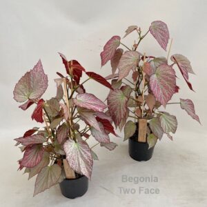 Begonia Begonia Two Face 14cm
(8 Plants/Order)(14cmP 50cmH)