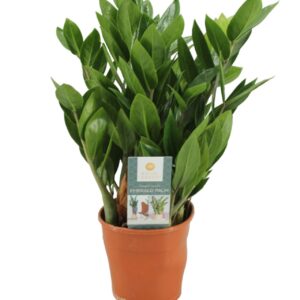 Zamioculcas zamiifolia zamioculcas 14 cm
(7 Plants/Order)(14cmP 45cmH)