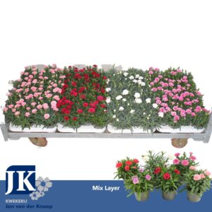 Carnation Carnation mix per laag P 9
(24 Plants/Order)(9cmP 15cmH)