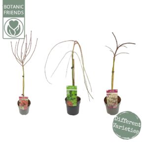 Acer palmatum Acer palm. diverse mix
(1 Plants/Order)(19cmP 80cmH)