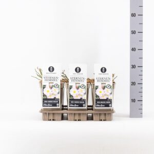 Rosa Rosa (M), Sternenhimmel ®, C3
(6 Plants/Order)(17cmP 35cmH)