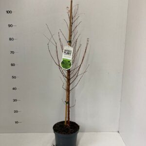 Metasequoia glyptostroboi Metasequoia glyptostroboides --gestokt 100 cm
(5 Plants/Order)(19cmP 100cmH)