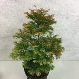 Metasequoia glyptostroboi Metasequoia glypt. 'Daweswood Tawny Fleece'
(3 Plants/Order)(29cmP 50cmH)