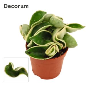 Hoya Compacta Hoya Carnosa 9 cm Compacta Variegata (Decorum)
(12 Plants/Order)(9cmP 12cmH)
