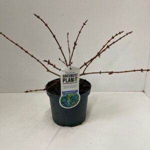 Lonicera Lonicera cearulea 'Duet'
(1 Plants/Order)(19cmP 25cmH)