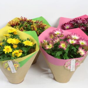 Chrysanthemum Indicum Paper Duo hoes mix 14 cm
(6 Plants/Order)(14cmP 27cmH)