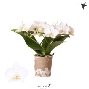 Phalaenopsis Multiflora Kolibri Orchids Phalaenopsis Halo white
(3 Plants/Order)(9cmP 30cmH)