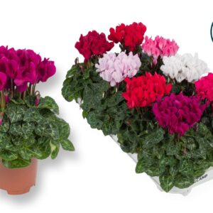 Cyclamen Cyclaam XXL mix EURODAN
(8 Plants/Order)(10.5cmP 25cmH)