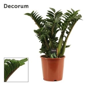 Zamioculcas Zenzi Zamioculcas Zenzi 21 cm, 6+ Feathers (Decorum)
(1 Plants/Order)(21cmP 60cmH)