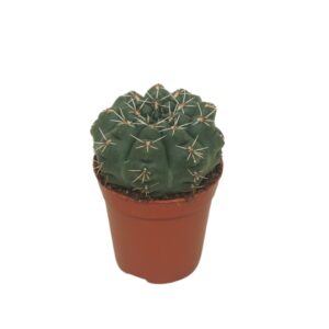 Gymnocalycium baldianum Gymnocalycium baldianum 5,5 cm
(20 Plants/Order)(5.5cmP 8cmH)