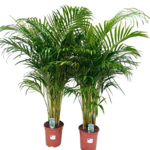 Chrysalidocarpus Dypsis lutescens P24 H150
(1 Plants/Order)(24cmP 150cmH)