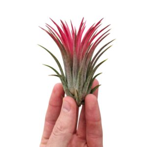 Tillandsia Tillandsia ionantha red large
(20 Plants/Order)(6cmP 6cmH)