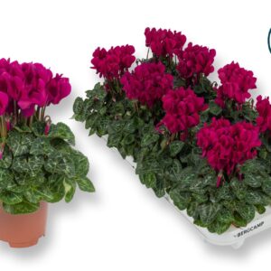 Cyclamen Super Serie Compact Dark V Cyclaam-XL-PAARS
(8 Plants/Order)(10.5cmP 20cmH)