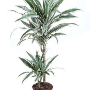 Dracaena White Stripe Dracaena White Stripe 45-15
(1 Plants/Order)(19cmP 90cmH)