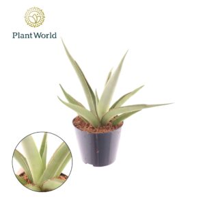 Sansevieria other Sansevieria Silver Syreni
(12 Plants/Order)(8.5cmP 20cmH)