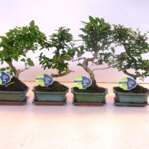 Bonsai Bonsai mix, indoor, 15 cm., shape, with drip tray
(10 Plants/Order)(15cmP 30cmH)