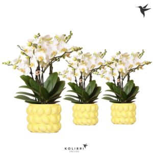 Phalaenopsis Lausanne Kolibri Orchids Phalaenopsis Lausanne 6spike in Citrus Yellow
(3 Plants/Order)(12cmP 45cmH)