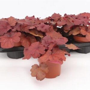 Heuchera Indian Summer Mulberry
(8 Plants/Order)(13cmP 17cmH)