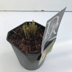 Pennisetum Pennisetum 'Viridescens'
(6 Plants/Order)(17cmP 30cmH)