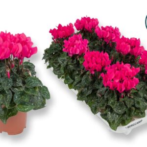 Cyclamen Super Serie C Cyclaam-XL-ROZE
(8 Plants/Order)(10.5cmP 20cmH)