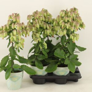 Kalanchoe Magic Bell Kalanchoe Magic Bells
(4 Plants/Order)(14cmP 55cmH)