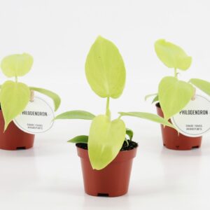 Philodendron Philodendron Golden Violin
(12 Plants/Order)(6cmP 15cmH)