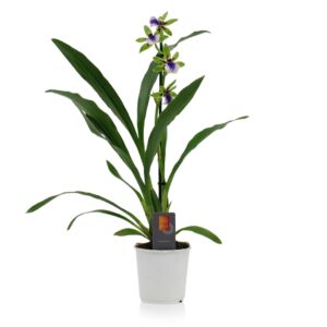 Zygopetalum Impasto Green Inca Zygopetalum Impasto Green 1 spike 9cm
(13 Plants/Order)(9cmP 35cmH)