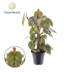 Philodendron brandtianum Philodendron Brandtianum Mosstok
(14 Plants/Order)(12cmP 40cmH)